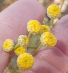 Foveolina dichotoma