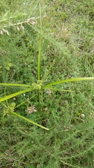 Cyperus eragrostis image