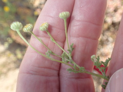 Foveolina dichotoma
