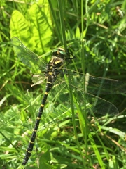 Cordulegaster boltonii