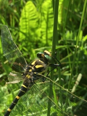 Cordulegaster boltonii