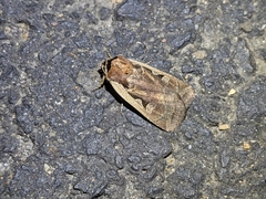 Parabagrotis