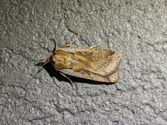 Parabagrotis