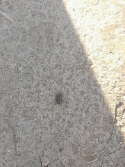 Selatosomus aeneus