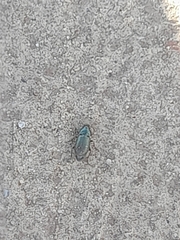 Selatosomus aeneus