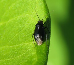 Slaterocoris