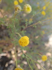 Foveolina dichotoma