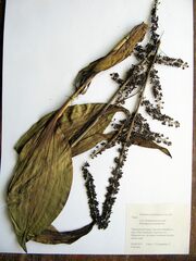 Veratrum nigrum