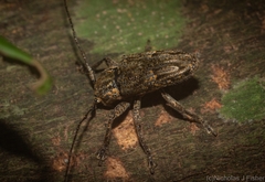 Prosoplus bakewellii