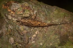 Nesomachilis