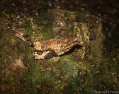 Megalota uncimacula
