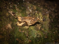 Megalota uncimacula