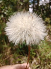 Hypochaeris maculata