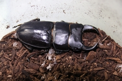 Dorcus hopei hopei