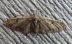 Eupithecia annulata