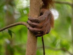 Pongo abelii
