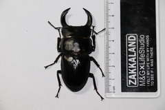 Dorcus hopei hopei