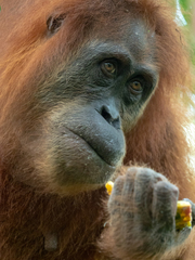 Pongo abelii