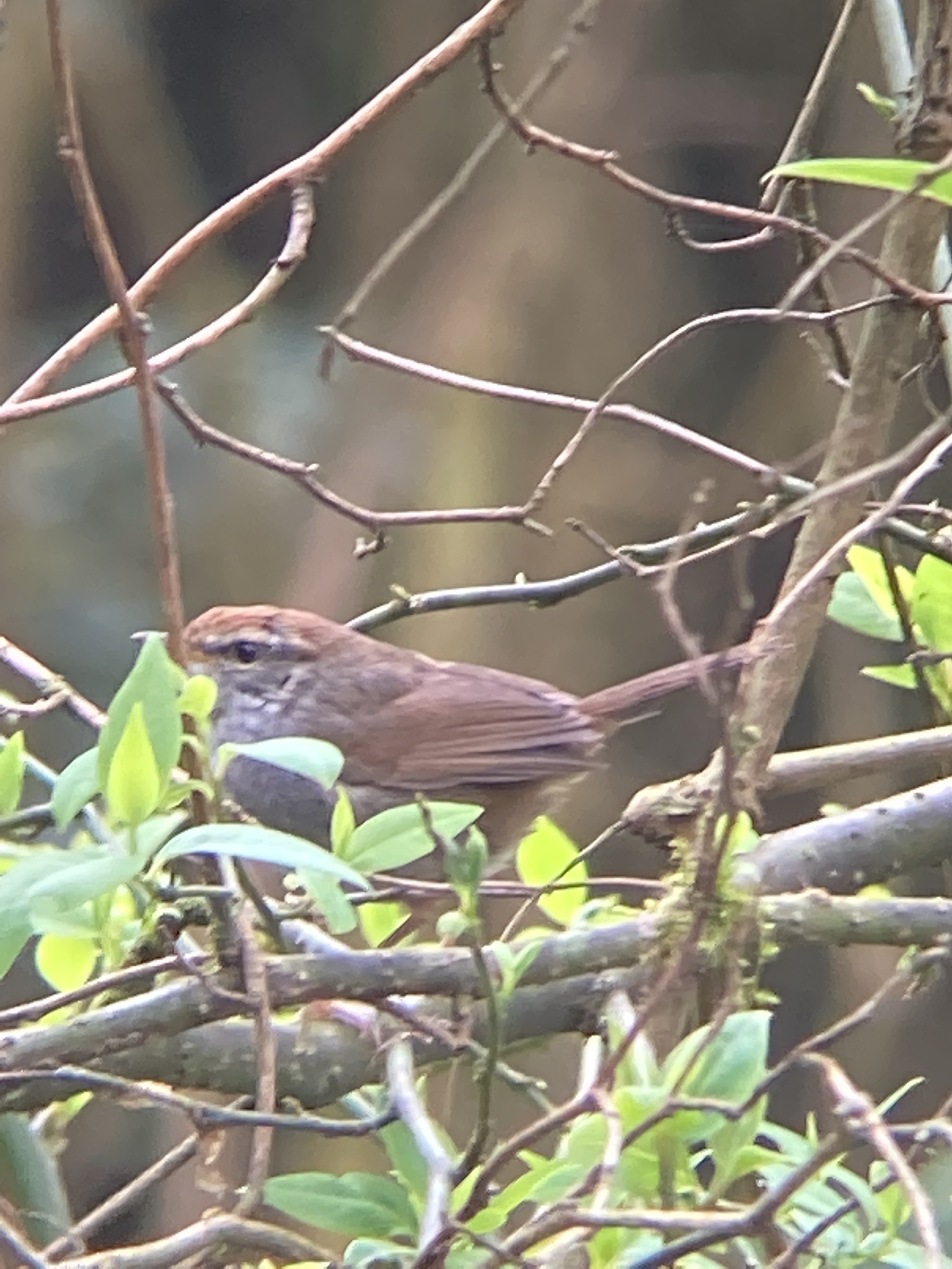 Grey-sided Bush Warbler