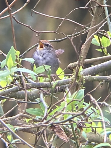 Grey-sided Bush Warbler (Cettia brunnifrons), photo 6