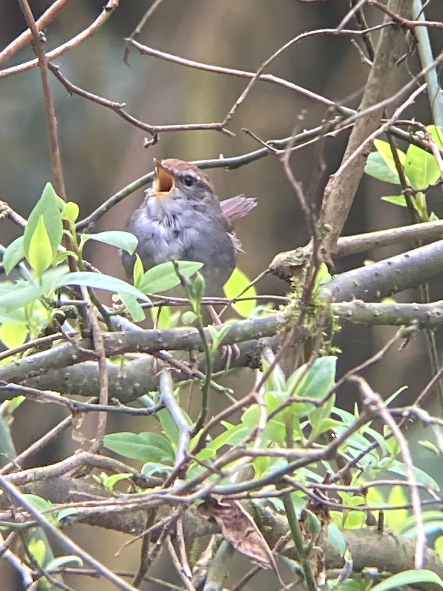 Grey-sided Bush Warbler