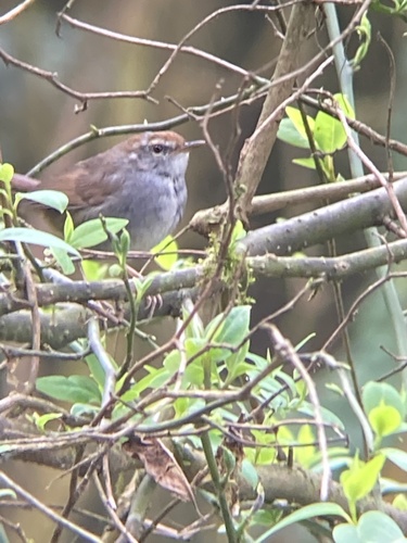 Grey-sided Bush Warbler (Cettia brunnifrons), photo 5