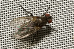 Angioneura