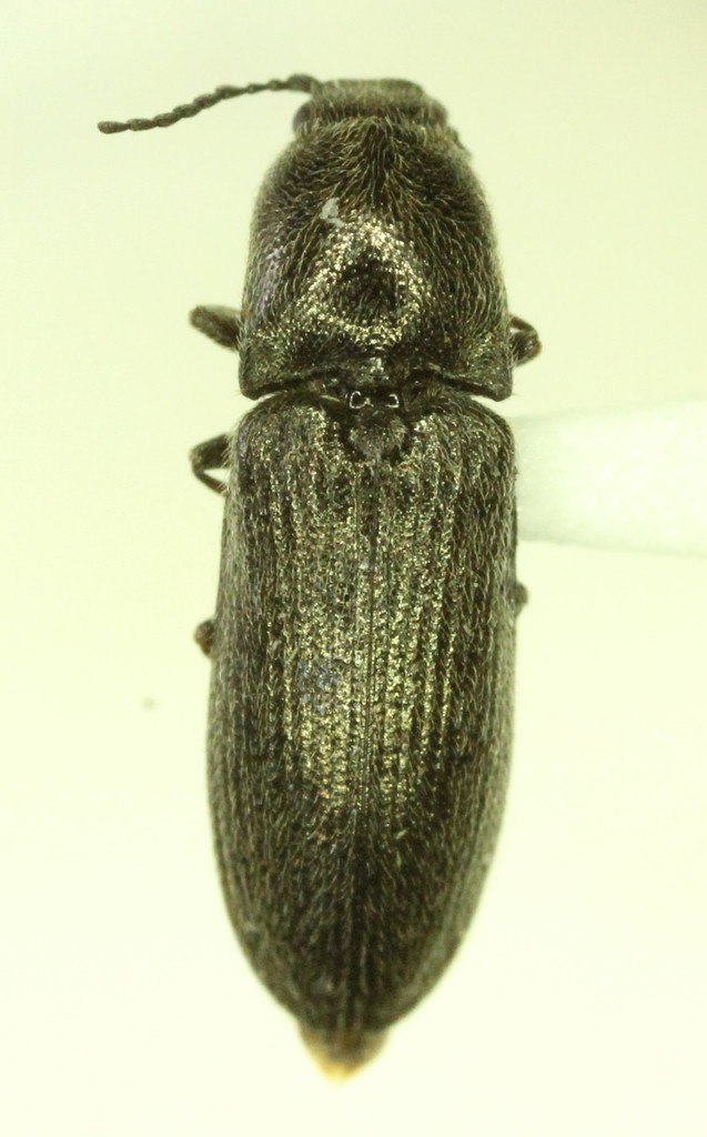 Limonius consimilis