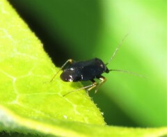 Slaterocoris