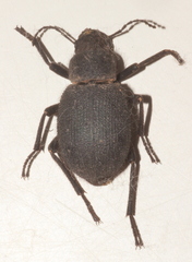 Trachyderma maroccana