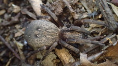 Uliodon albopunctatus