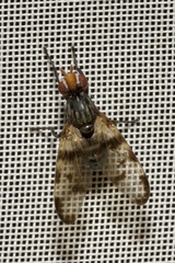 Otites formosa