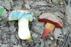 Rubroboletus rhodoxanthus
