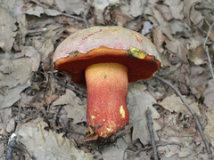 Rubroboletus rhodoxanthus