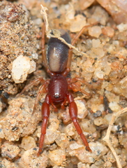 Diaphorocellus