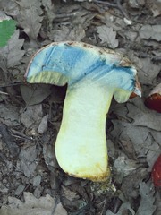 Rubroboletus rhodoxanthus