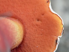 Rubroboletus rhodoxanthus