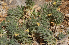Ajuga iva pseudoiva