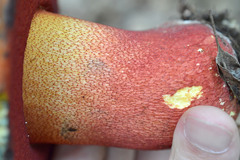 Rubroboletus rhodoxanthus