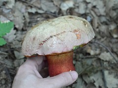 Rubroboletus rhodoxanthus