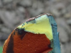 Rubroboletus rhodoxanthus