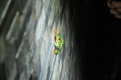 Agalychnis callidryas