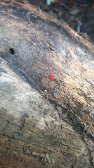 Trombidium holosericeum