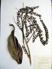 Veratrum nigrum