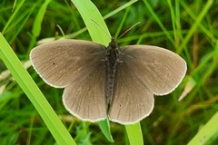 Aphantopus hyperantus