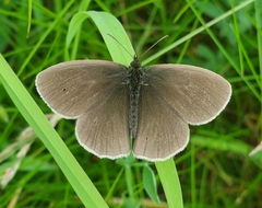 Aphantopus hyperantus