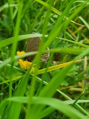 Aphantopus hyperantus