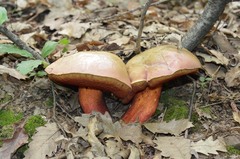 Rubroboletus rhodoxanthus