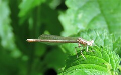 Platycnemis pennipes