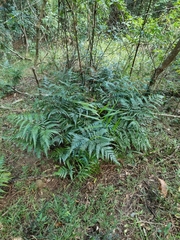 Lastreopsis marginans